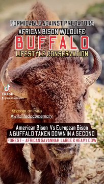buffalo large heavy cow, animal park nature park, wild bisons wildlifeness #buffalotakendowinsecond #secondhand #secondchanceromance #wildlife #wildlioness #lionslife #lioncubs #wildlions #biology #nature #shoebill #survivo #toughest #aligator #