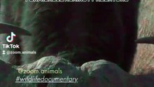 africain buffalo wilderness, animal park nature park, wild bisons wildlifeness #buffalotakendowinsecond #secondhand #secondchanceromance  #wildlife #wildlioness #lionslife #lioncubs #wildlions #biology #nature #shoebill #survivo #toughest  #aligator #