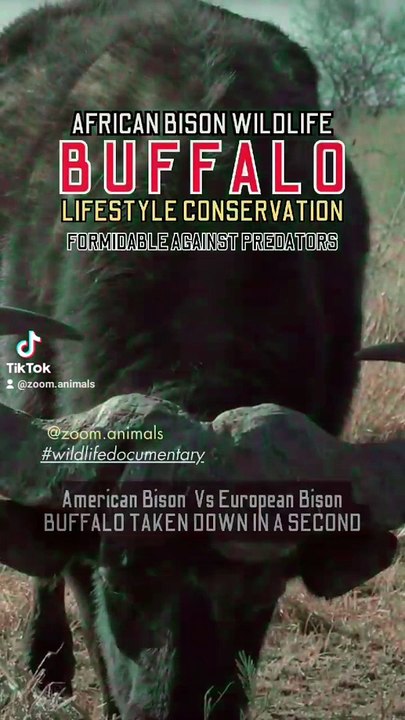 africain buffalo wilderness, animal park nature park, wild bisons wildlifeness #buffalotakendowinsecond #secondhand #secondchanceromance  #wildlife #wildlioness #lionslife #lioncubs #wildlions #biology #nature #shoebill #survivo #toughest  #aligator #