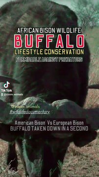 africain buffalo wilderness, animal park nature park, wild bisons wildlifeness #buffalotakendowinsecond #secondhand #secondchanceromance #wildlife #wildlioness #lionslife #lioncubs #wildlions #biology #nature #shoebill #survivo #toughest #aligator #