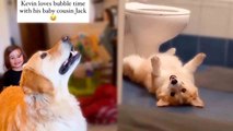 Heartsome Paws|  Adorable Dog Antics Compilation to Melt Your Heart!