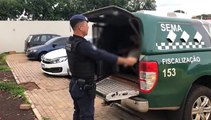 Homem é preso após quebrar vidro de veículo e furtar pertences