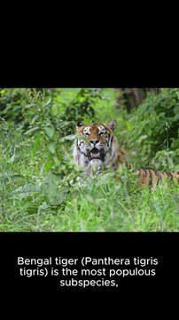 **The Tiger: The King of the Jungle*, the King of the Jungle] * **The Tiger: A Beautiful and Deadly Predator** : A Beautif