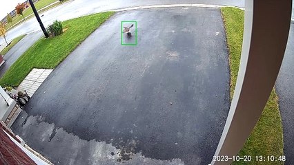Hawk Attack Caught on Driveway Cam
