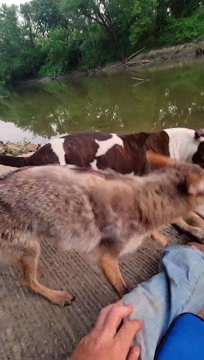 Weave the Coyote Grapples With Stray Dog