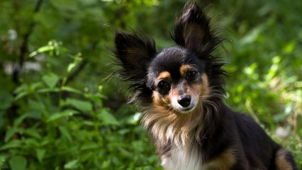 cute dog looking at the camera with curiosity