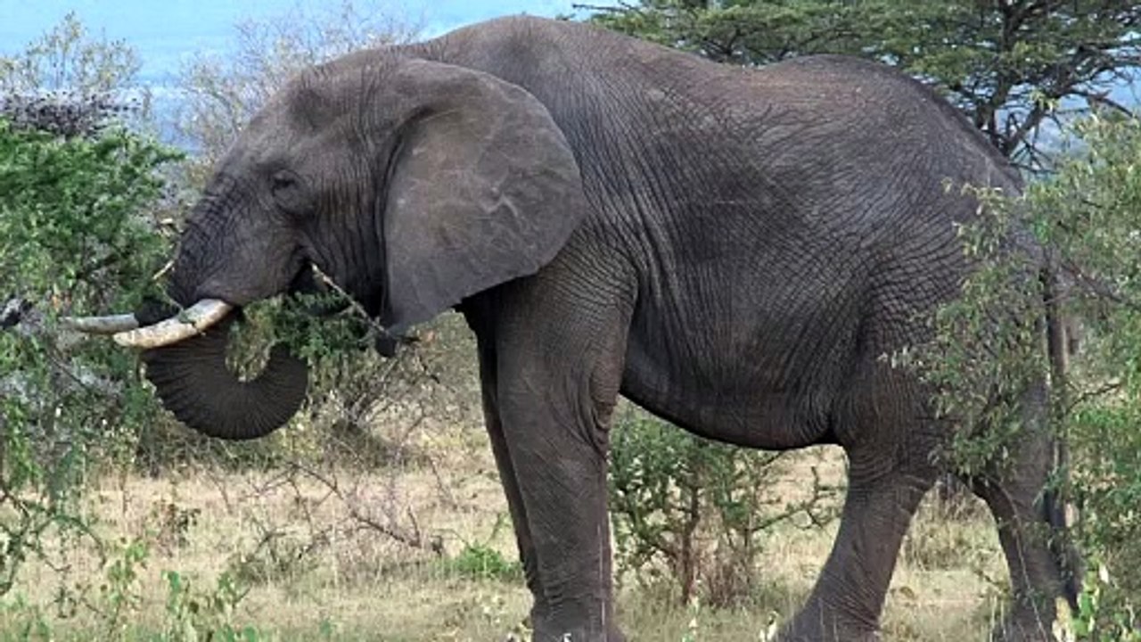 elephant eating leaves