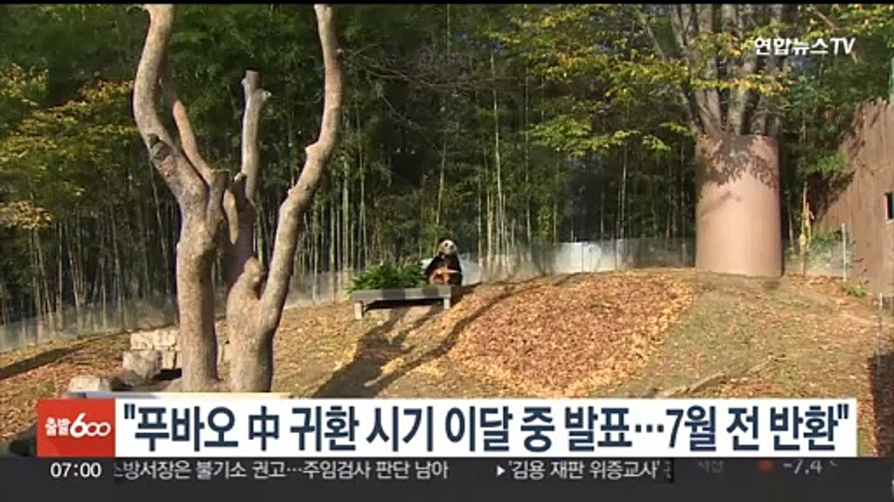 "판다 푸바오 中 귀환 시기 이달 중 발표…7월 전 반환"
