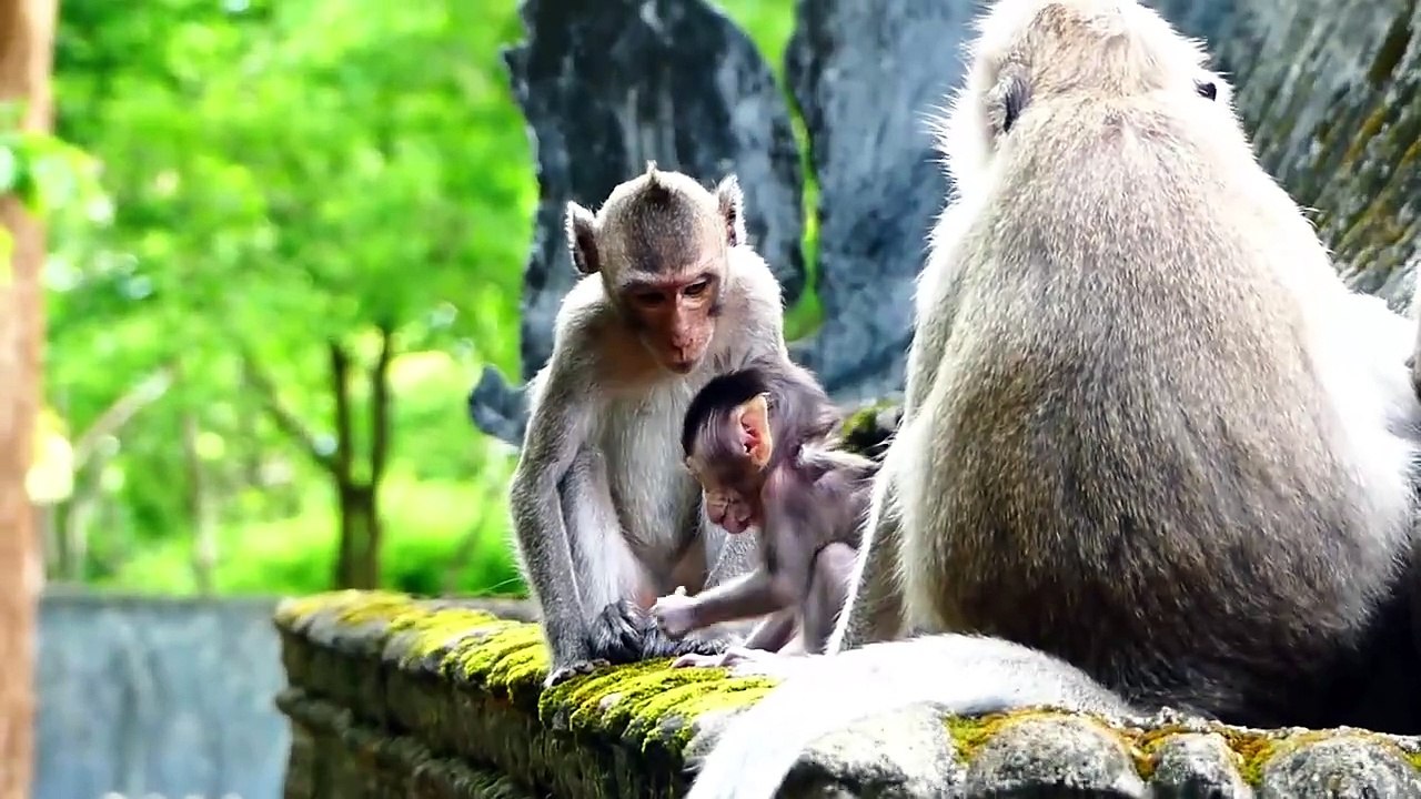 Pitiful Teenaged Monkey, Old Mother Emila Warns Teenaged That Plays With Her Baby (720p_25fps_H264-192kbit_AAC)