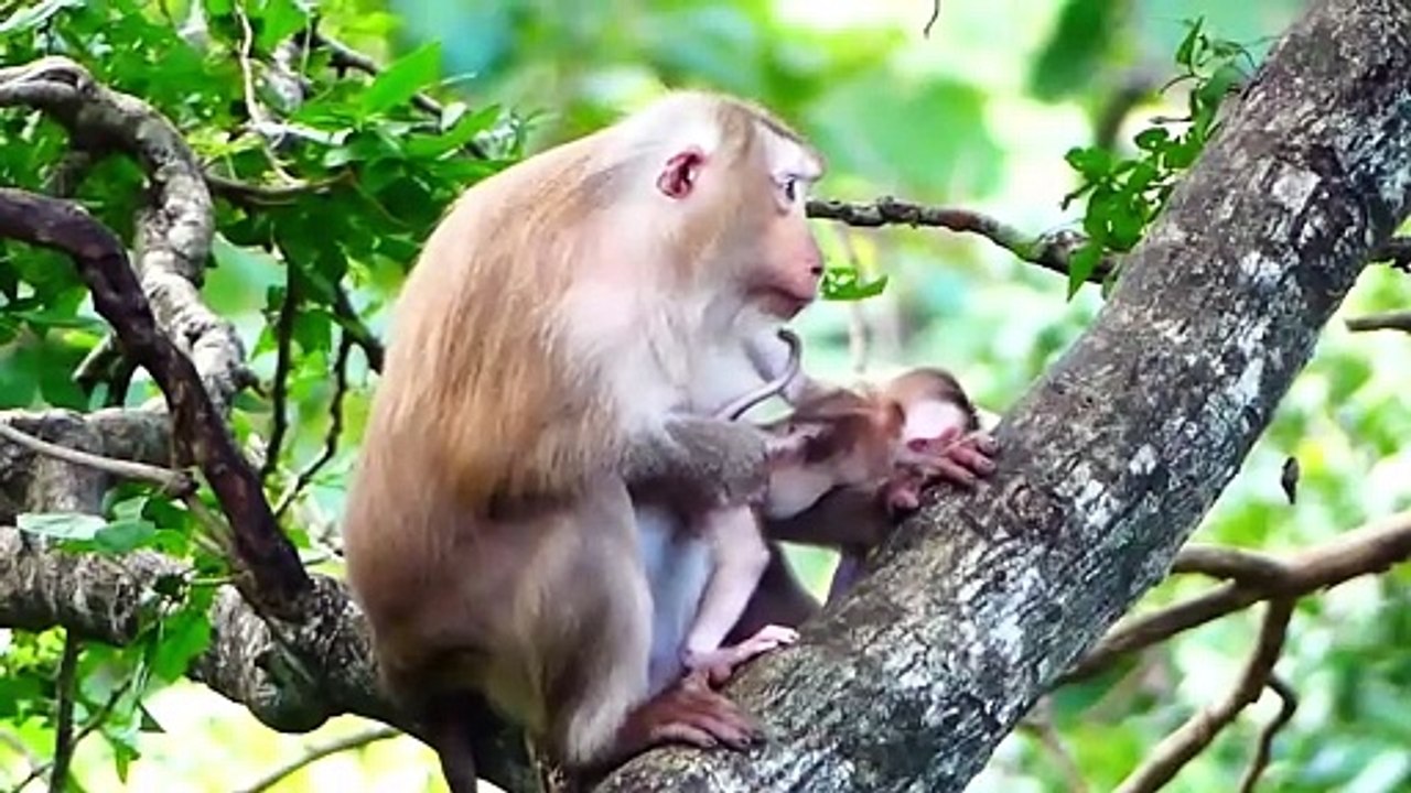 Pitifully Sitting and Carrying Tiny Baby Rockstar On High Tree (720p_25fps_H264-192kbit_AAC)