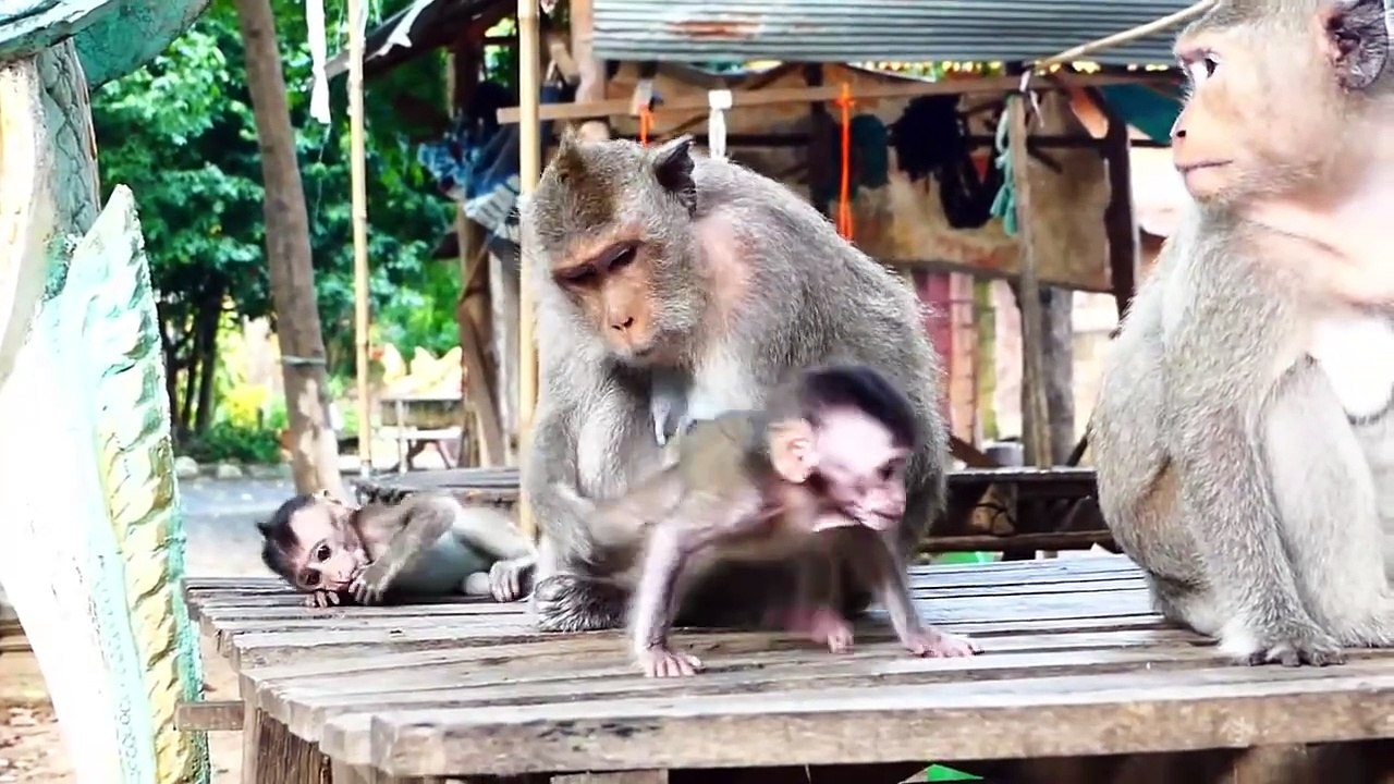 Pity To See Mother Malika Blocks Baby Monika To Have Milk With Her (720p_25fps_H264-192kbit_AAC)