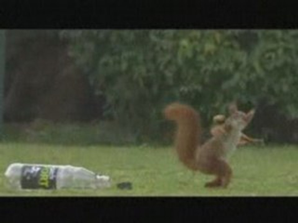 L'ecureuil footballeur!!!! A voir!!!