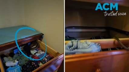 Brown snake in three-year-old’s underwear draw