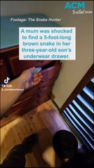 Brown snake in three-year-old’s underwear draw