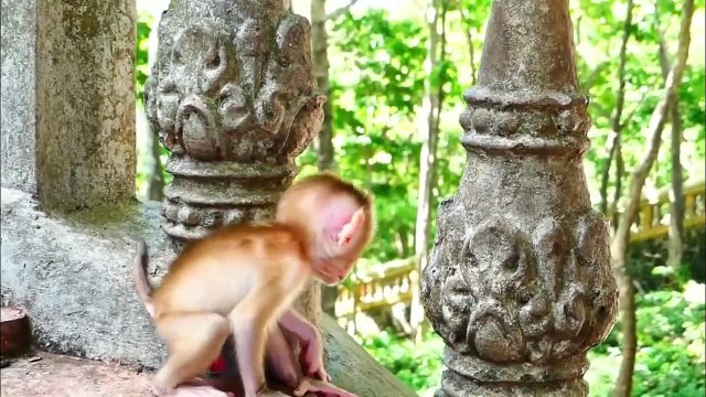 Poor Aly strongly reject holding to human of baby Albert, Albert like to play with human (720p_25fps_H264-192kbit_AAC)