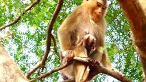 Poor Abandoned Mother Monkey Sarika Sits Calmly With Newborn Baby On High Tree (720p_25fps_H264-192kbit_AAC)
