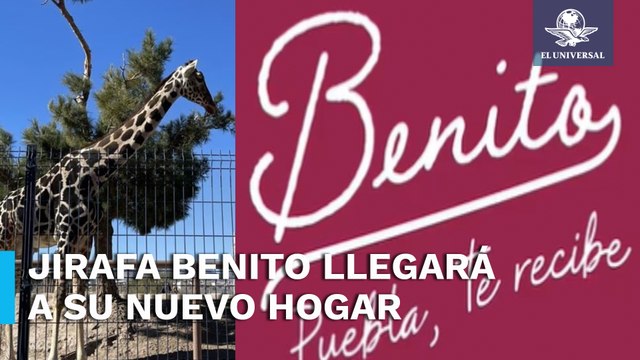 Jirafa Benito prepara maletas para viajar a su nuevo hogar en Africam Safari de Puebla
