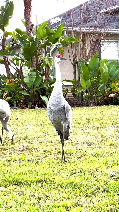 Look, It's a Crane!