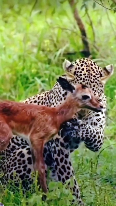 A hunter also had a heart