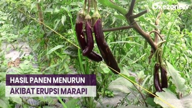 Hasil Panen Petani Sayuran Menurun akibat Erupsi Gunung Marapi