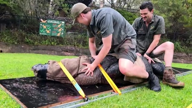 Vets wrangle three giant alligators on NSW Central Coast