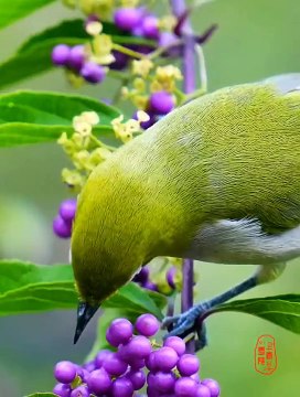 It is recognized by its prominent white eye-rings, as aptly suggested #China #nature #peace #wildlife #photography #birds #BirdsSeenIn2022 h