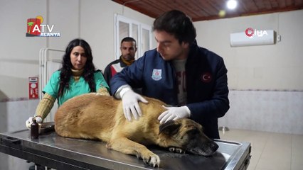 Kamyonetin çarptığı köpek yaralı kurtuldu: O anlar kamerada