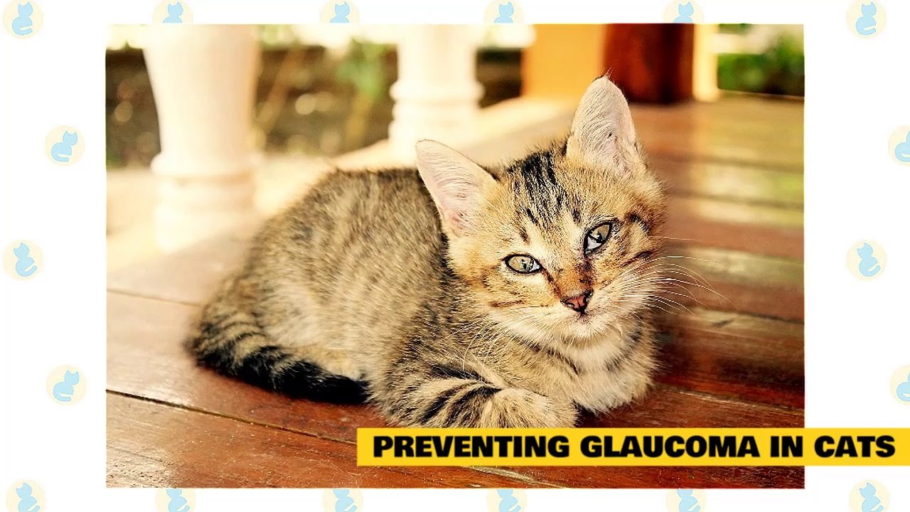 Cat 101_ Glaucoma in Cats - video Dailymotion