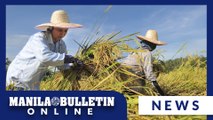 PH has sufficient rice supply—DA chief