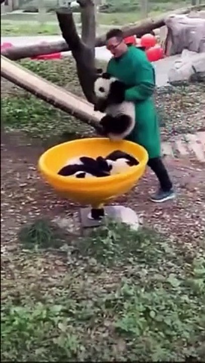 Les bébés Panda ont droit à un vrai parc de jeu comme les enfants