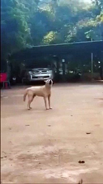 Ce chien est en panne de moteur