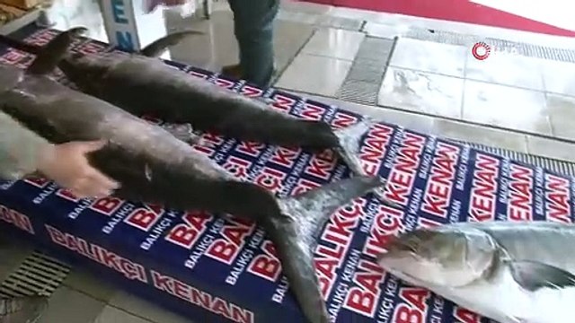 Marmara Denizi’nde dev kılıç balıkları ağlara takıldı