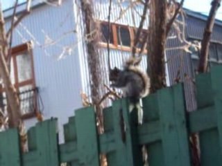 Ecureuil de Montréal