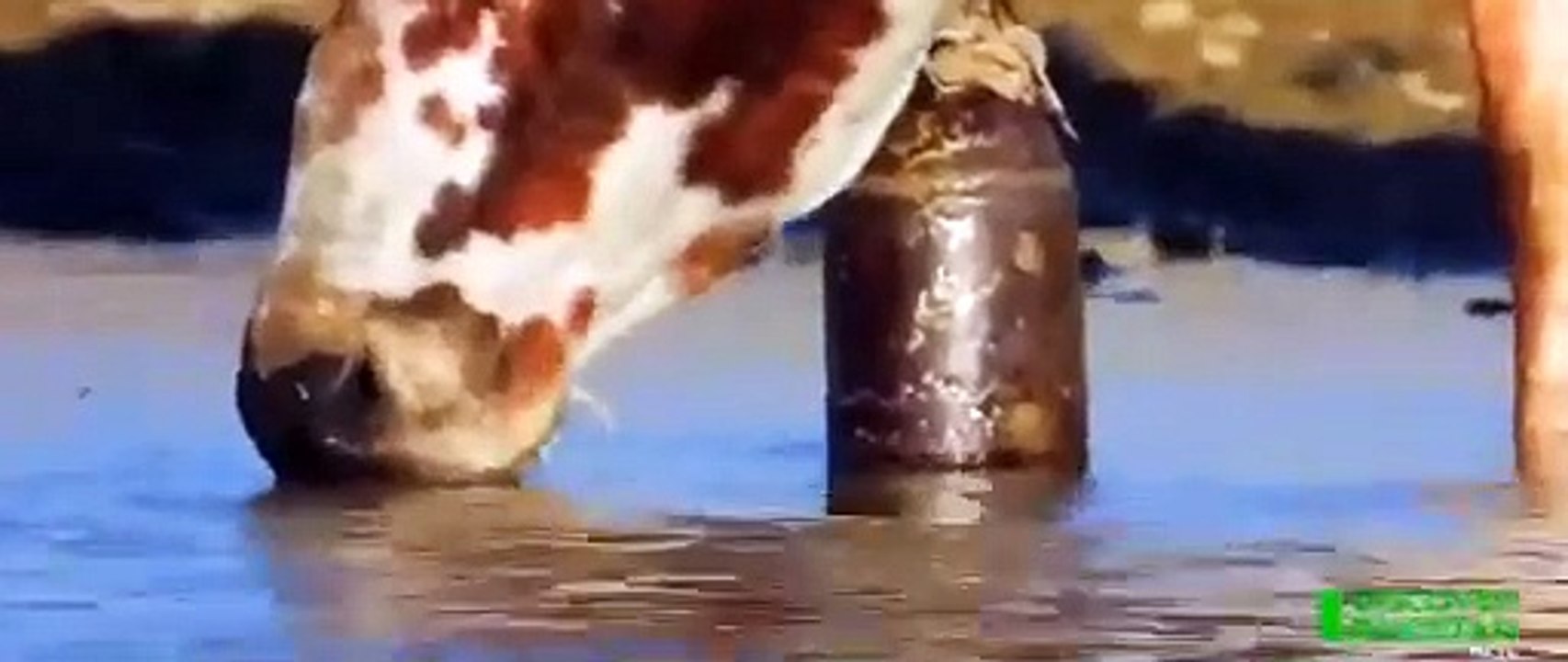 Cholistan Desert - The Living Desert