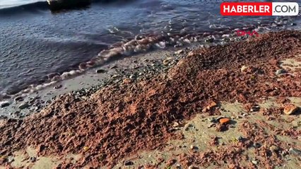 Tekirdağ'da Lodos Sonrası Sahil Yosunla Kaplandı