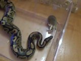 python attaque souris
