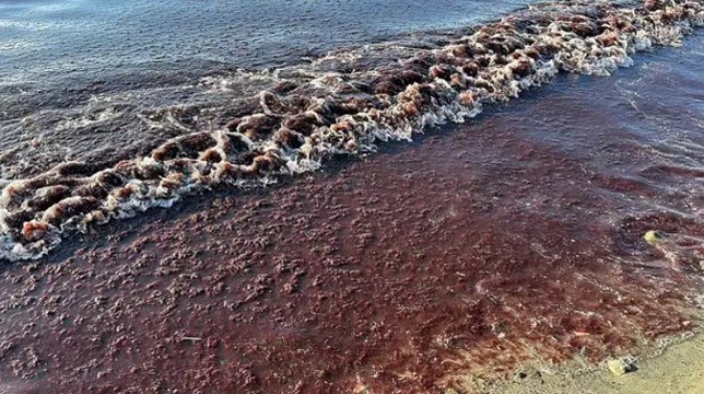 Tekirdağ'ın Süleymanpaşa ilçesinde lodos sonrası sahil yosunla kaplandı