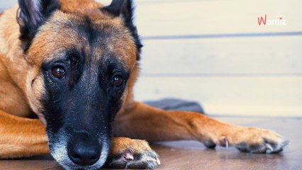 À Périgueux, les pompiers sauvent un chiot transi de froid bloqué sur un balcon