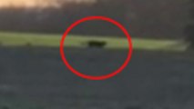 Wild 'Big cat' CAUGHT ON CAMERA in British Field