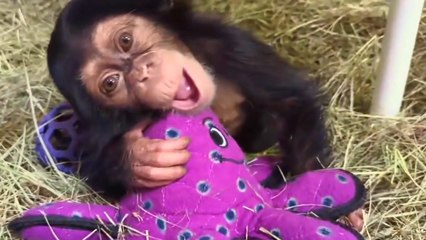 Look At This ADORABLE Baby Chimpanzee!