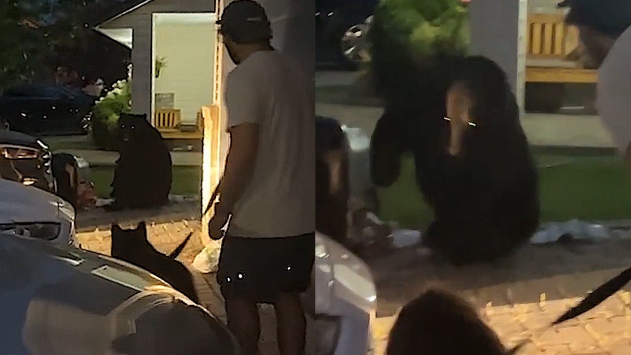 Terrifying Moment Bear Charges Towards Man On His DRIVEWAY
