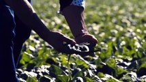 Agricoltura, bando Isi Inail: 90 mln per acquisto macchine sicure