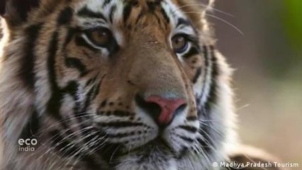 India’s tiger population bounces back