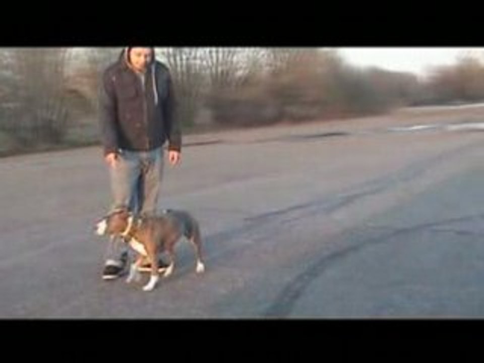 Amstaff Jesster-Lori-Baster