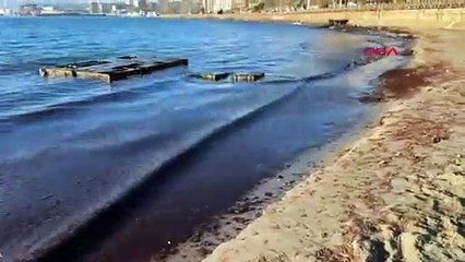 Tekirdağ'da lodos nedeniyle sahilde kırmızı yosun birikti