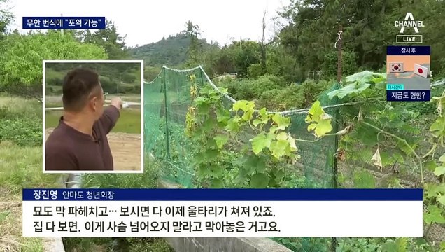 ‘애물단지’ 안마도 사슴, 40년 만에 해법 찾았다