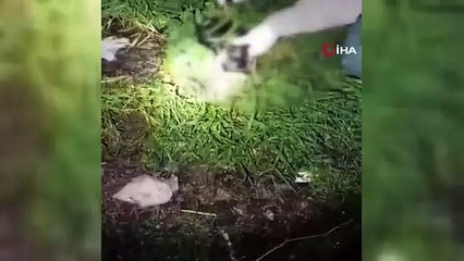 İzmir'de sokaktan kedileri toplayıp, evinde öldürdükten sonra bahçeye atan cani yakalandı