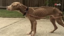 The astonishing before and after of a skeletal Pitbull is unbelievable (video)