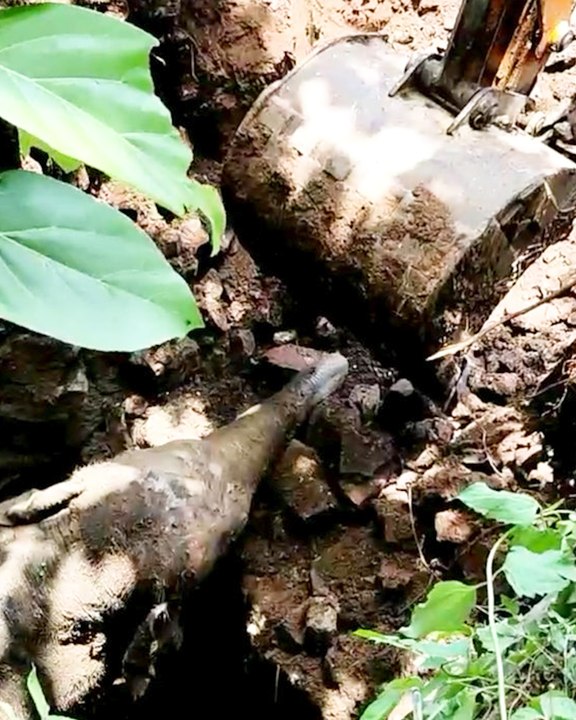 A Baby Elephant Was Rescued With a JCB DIGGER