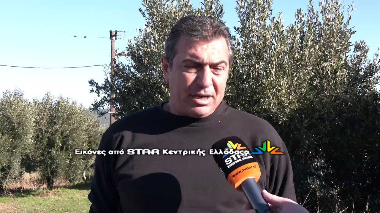 Φθιώτιδα: Εκατοντάδες ζώα θανατώθηκαν λόγω της ευλογιάς. Ετοιμάζουν κινητοποιήσεις οι αγρότες